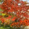 Autumn Brilliance Serviceberry Tree - 1 Gallon Pot 2 Autumn Brilliance Serviceberry Tree - 1 Gallon Pot -Plant Shop amelanchier grandiflora autumn brilliance serviceberry 4