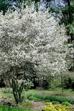 Autumn Brilliance Serviceberry Tree - 1 Gallon Pot -Plant Shop amelanchier grandiflora autumn brilliance serviceberry 5