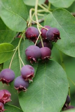 Autumn Brilliance Serviceberry Tree - 1 Gallon Pot -Plant Shop amelanchier grandiflora autumn brilliance serviceberry 8