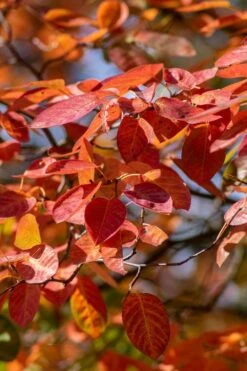 Autumn Brilliance Serviceberry Tree - 1 Gallon Pot -Plant Shop amelanchier grandiflora autumn brilliance serviceberry 9
