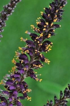 Indigo Bush (Amorpha Fruticosa) - 3 Gallon Pot 22 Indigo Bush (Amorpha Fruticosa) - 3 Gallon Pot -Plant Shop amorpha fruticosa indigo bush 11