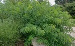 Indigo Bush (Amorpha Fruticosa) - 3 Gallon Pot 17 Indigo Bush (Amorpha Fruticosa) - 3 Gallon Pot -Plant Shop amorpha fruticosa indigo bush 14