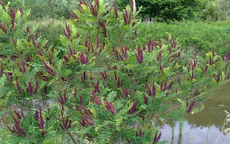 Indigo Bush (Amorpha Fruticosa) - 3 Gallon Pot 11 Indigo Bush (Amorpha Fruticosa) - 3 Gallon Pot - Image 9
