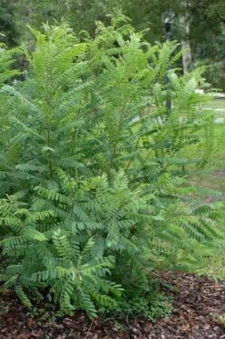 Indigo Bush (Amorpha Fruticosa) - 3 Gallon Pot 19 Indigo Bush (Amorpha Fruticosa) - 3 Gallon Pot -Plant Shop amorpha fruticosa indigo bush 19