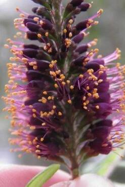 Indigo Bush (Amorpha Fruticosa) - 3 Gallon Pot 20 Indigo Bush (Amorpha Fruticosa) - 3 Gallon Pot -Plant Shop amorpha fruticosa indigo bush 2