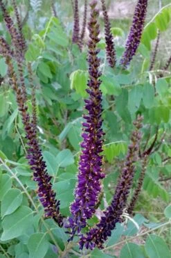Indigo Bush (Amorpha Fruticosa) - 3 Gallon Pot 18 Indigo Bush (Amorpha Fruticosa) - 3 Gallon Pot -Plant Shop amorpha fruticosa indigo bush 5