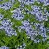 Blue Ice Blue Star (Amsonia) - 1 Gallon Pot -Plant Shop amsonia blue ice blue star 17