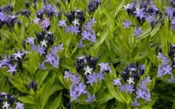 Blue Ice Blue Star (Amsonia) - 1 Gallon Pot -Plant Shop amsonia blue ice blue star 18