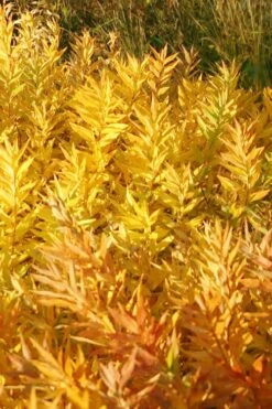 Blue Ice Blue Star (Amsonia) - 1 Gallon Pot -Plant Shop amsonia blue ice blue star 20