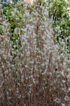 Black Mountain Bluestem Grass (Andropogon Ternarius) - 6 Pack Of 1 Gallon Pots -Plant Shop andropogon ternarius black mountain bluestem grass 1