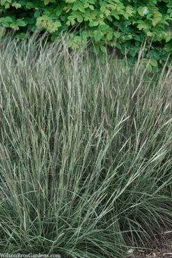 Black Mountain Bluestem Grass (Andropogon Ternarius) - 6 Pack Of 1 Gallon Pots -Plant Shop andropogon ternarius black mountain bluestem grass 4