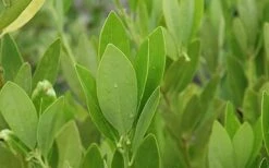 Ocala Yellow Anise (Illicium Parviflorum) - 3 Gallon Pot -Plant Shop aniseocala