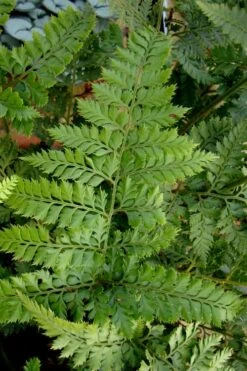 Shiny Bristle Fern - 6 Pack Of 1 Gallon Pots -Plant Shop arachnoides davalliaeformis shiny bristle fern 2