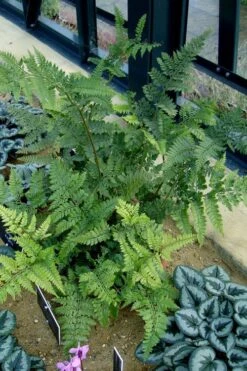 Shiny Bristle Fern - 6 Pack Of 1 Gallon Pots -Plant Shop arachnoides davalliaeformis shiny bristle fern 4