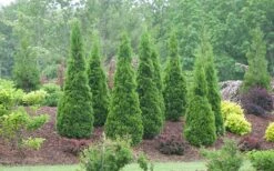 North Pole Arborvitae (Thuja) - 2 Gallon Pot -Plant Shop arborvitae north pole 800x500 1
