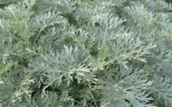 Powis Castle Artemisia - 1 Gallon Pot -Plant Shop artemisia powis castle 1