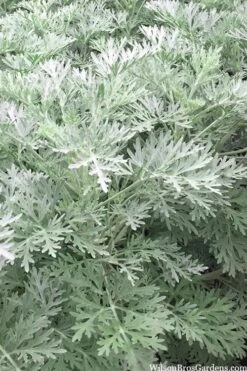 Powis Castle Artemisia - 1 Gallon Pot -Plant Shop artemisia powis castle 14