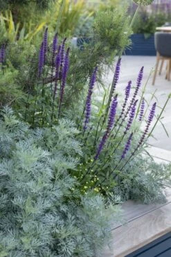 Powis Castle Artemisia - 1 Gallon Pot -Plant Shop artemisia powis castle 4