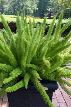 Foxtail Fern (Asparagus Densiflorus) - 1 Gallon Pot -Plant Shop asparagus aethiopicus foxtail fern 1