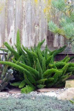 Foxtail Fern (Asparagus Densiflorus) - 1 Gallon Pot -Plant Shop asparagus aethiopicus foxtail fern 3