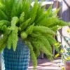 Foxtail Fern (Asparagus Densiflorus) - 1 Gallon Pot 1 Foxtail Fern (Asparagus Densiflorus) - 1 Gallon Pot -Plant Shop asparagus aethiopicus foxtail fern 4