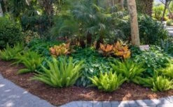 Foxtail Fern (Asparagus Densiflorus) - 1 Gallon Pot -Plant Shop asparagus aethiopicus foxtail fern 5