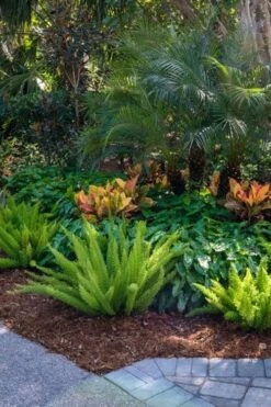 Foxtail Fern (Asparagus Densiflorus) - 3 Gallon Pot -Plant Shop asparagus aethiopicus foxtail fern 6 1