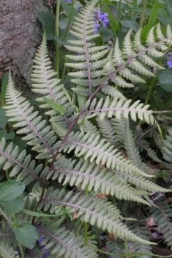 Japanese Painted Fern - 6 Pack Of 1 Gallon Pots 19 Japanese Painted Fern - 6 Pack Of 1 Gallon Pots -Plant Shop athyrium niponicum pictum japanese painted fern 103 1