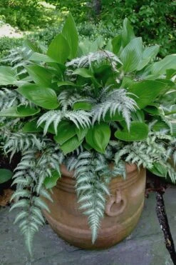 Japanese Painted Fern - 1 Gallon Pot -Plant Shop athyrium niponicum pictum japanese painted fern 104
