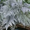 Japanese Painted Fern - 1 Gallon Pot -Plant Shop athyrium niponicum pictum japanese painted fern 105