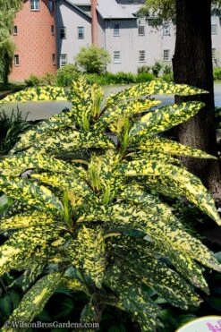Hosoba Hoshifu Variegated Aucuba (Japanese Laurel) - 1 Gallon Pot -Plant Shop aucuba hosoba hoshifu11