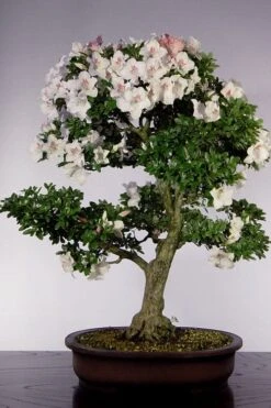 Joga Satsuki Azalea - 6 Pack Of 1 Gallon Pots 12 Joga Satsuki Azalea - 6 Pack Of 1 Gallon Pots -Plant Shop azalea 2