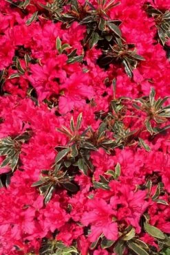 Arctic Rose Azalea - 3 Gallon Pot -Plant Shop azalea arctic rose 3