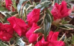 Arctic Rose Azalea - 3 Gallon Pot -Plant Shop azalea arctic rose 4