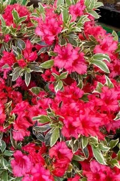 Arctic Rose Azalea - 3 Gallon Pot -Plant Shop azalea arctic rose 5