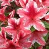 Ben Morrison Azalea - 2 Gallon Pot -Plant Shop azalea ben morrison 2