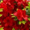 Buccaneer Red Azalea (Glenn Dale Hydrid) - 2 Gallon Pot -Plant Shop azalea buccaneer 1
