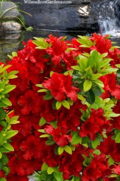 Buccaneer Red Azalea (Glenn Dale Hydrid) - 2 Gallon Pot -Plant Shop azalea buccaneer 2