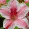 Lady Cavendish Azalea - 1 Gallon Pot -Plant Shop azalea cavendish 1