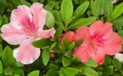 Lady Cavendish Azalea - 1 Gallon Pot 11 Lady Cavendish Azalea - 1 Gallon Pot -Plant Shop azalea cavendish 2