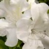 Autumn Ivory Encore Azalea - 3 Gallon Pot -Plant Shop azalea encore autumn ivory 2 1
