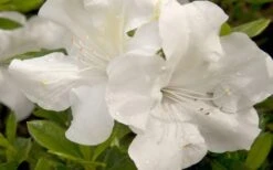 Autumn Ivory Encore Azalea - 6 Pack Of 1 Gallon Pots -Plant Shop azalea encore autumn ivory 20 2