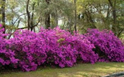 Formosa Southern Indica Azalea - 7 Gallon Pot -Plant Shop azalea formosa hedge