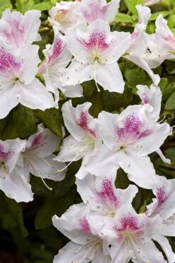 Joga Satsuki Azalea - 3 Gallon Pot -Plant Shop azalea joga 1