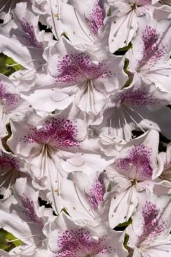 Joga Satsuki Azalea - 6 Pack Of 1 Gallon Pots 13 Joga Satsuki Azalea - 6 Pack Of 1 Gallon Pots -Plant Shop azalea joga 6 2