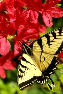 Midnight Flare Azalea - 3 Gallon Pot -Plant Shop azalea midnight flare 20