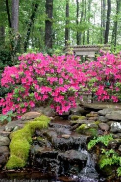 Pink Formosa Azalea - 6 Pack Of 1 Gallon Pots -Plant Shop azalea pink formosa 2
