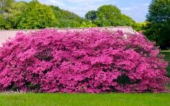 Pink Formosa Azalea - 6 Pack Of 1 Gallon Pots -Plant Shop azalea pink formosa 4