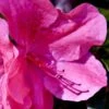 Pink Formosa Azalea - 1 Gallon Pot -Plant Shop azalea pink formosa 5 2
