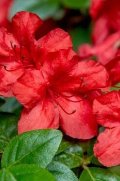Stewartstonian Azalea - 1 Gallon Pot 14 Stewartstonian Azalea - 1 Gallon Pot -Plant Shop azalea stewartstonian 2